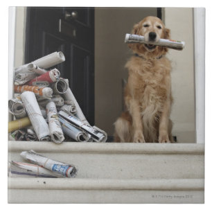 Golden retrieverhund, der an der Haustür sitzt Fliese