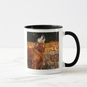 Golden retrieverhund, der auf Weg heult Tasse