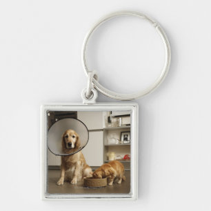 Golden retrieverhund mit medizinischem schlüsselanhänger