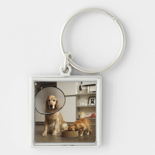 Golden retrieverhund mit medizinischem schlüsselanhänger (Vorne)