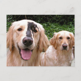 Golden Retrievers Peter Fox and Mom Postcard Postkarte