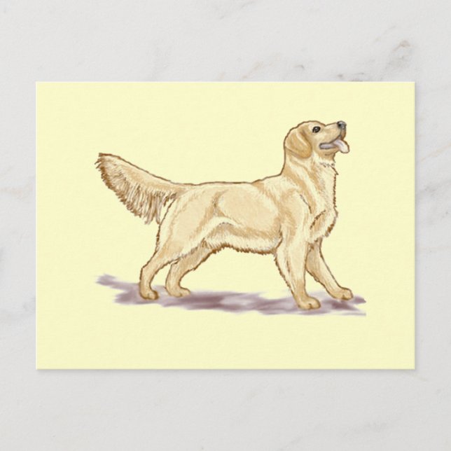 Golden Retrievers Postkarte (Vorderseite)