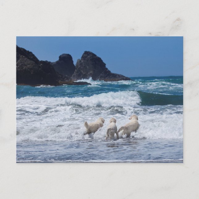 Golden Retrievers Postkarte (Vorderseite)