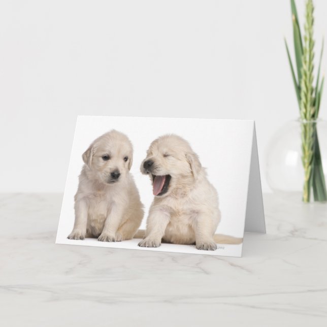 Golden retrieverwelpen (4 Wochen alt) Karte (Vorderseite)