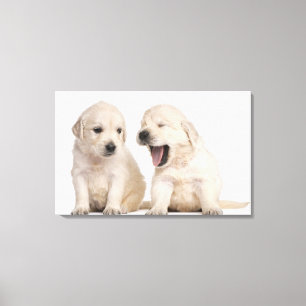 Golden retrieverwelpen (4 Wochen alt) Leinwanddruck