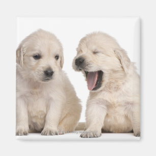 Golden retrieverwelpen (4 Wochen alt) Magnet
