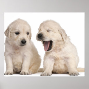 Golden retrieverwelpen (4 Wochen alt) Poster