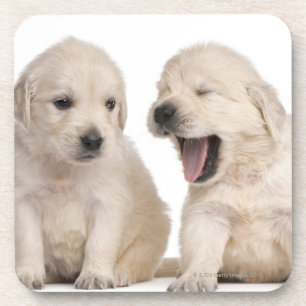 Golden retrieverwelpen (4 Wochen alt) Untersetzer