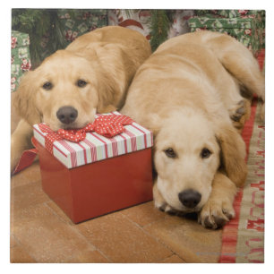 Golden retrieverwelpen mit Weihnachtsgeschenk Fliese