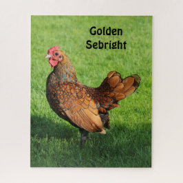 Golden Sebright Hen - Bantam Pet Chicken