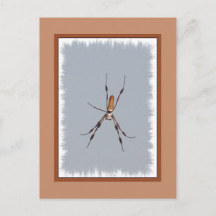 Golden Silk Orb Weaver Postkarte