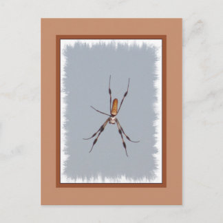 Golden Silk Orb Weaver Postkarte