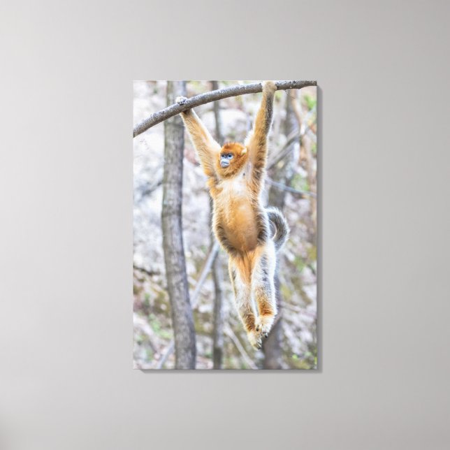 Golden Snub-nosed Monkey Swinging on Branch Leinwanddruck (Vorderseite)