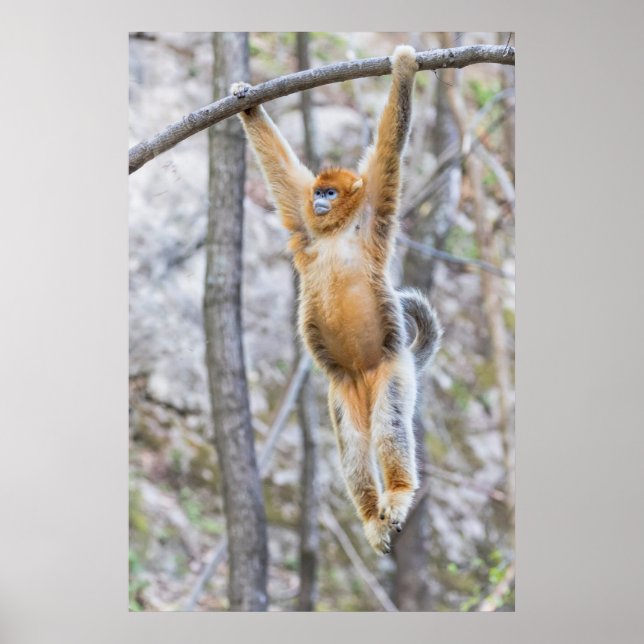 Golden Snub-nosed Monkey Swinging on Branch Poster (Vorne)