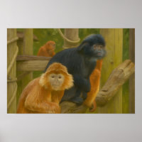 Golden Snub Nosed Monkey Truppe in Woodland
