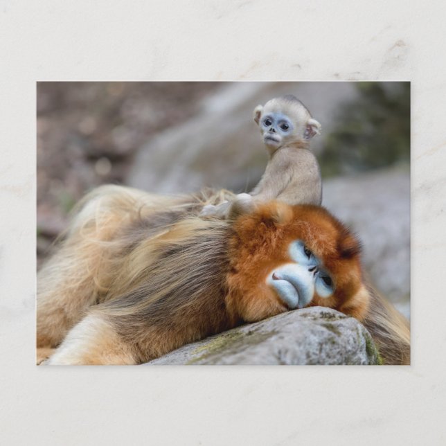 Golden Snub-nosed Monkey Vater mit Baby Postkarte (Vorderseite)
