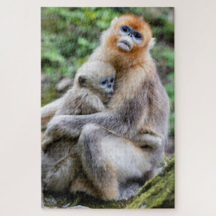 Golden Snub-Nosed Monkey with Baby