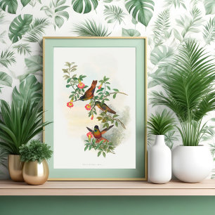 Golden Star-Frontlet Poster