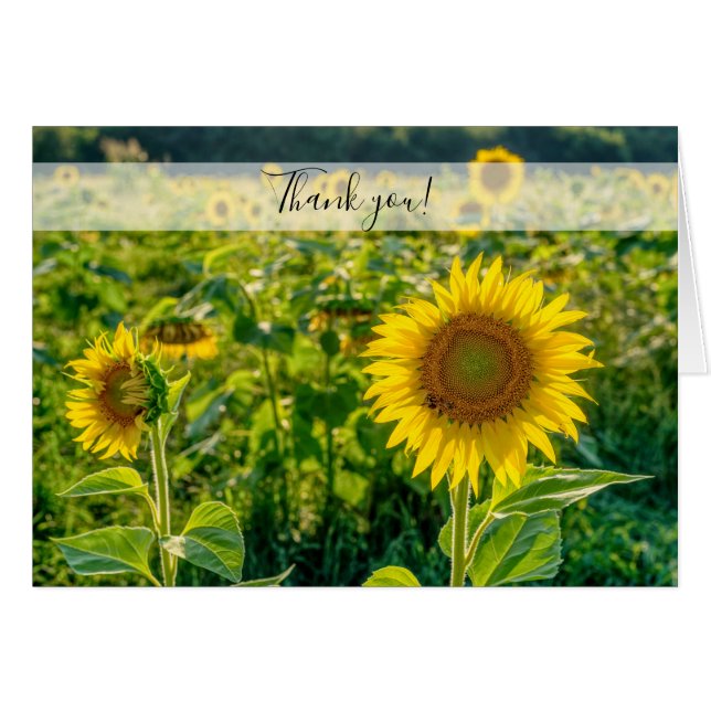 Golden Sunflower Field Danke Karte (Vorderseite (Horizontal))