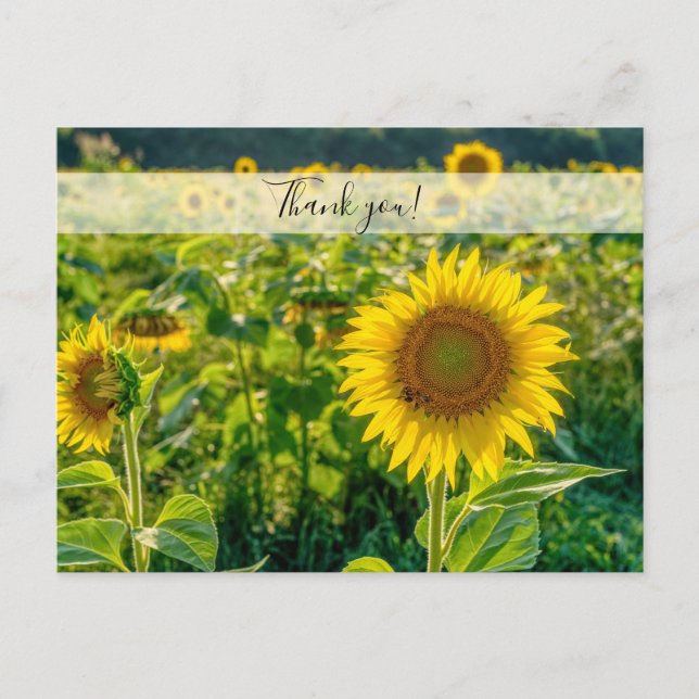 Golden Sunflower Field Vielen Dank Postcard Postkarte (Vorderseite)