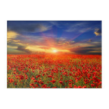 Golden Sunset gegen Blue Sky Red Poppe