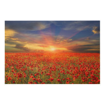 Golden Sunset gegen Blue Sky Red Poppe