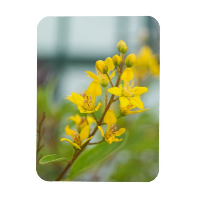 Golden Thryallis Magnet (Vertikal)