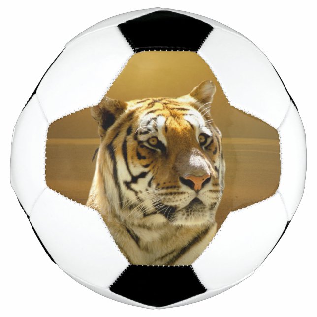 Golden Tiger Fußball (Vorderseite)