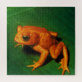 GOLDEN TOAD