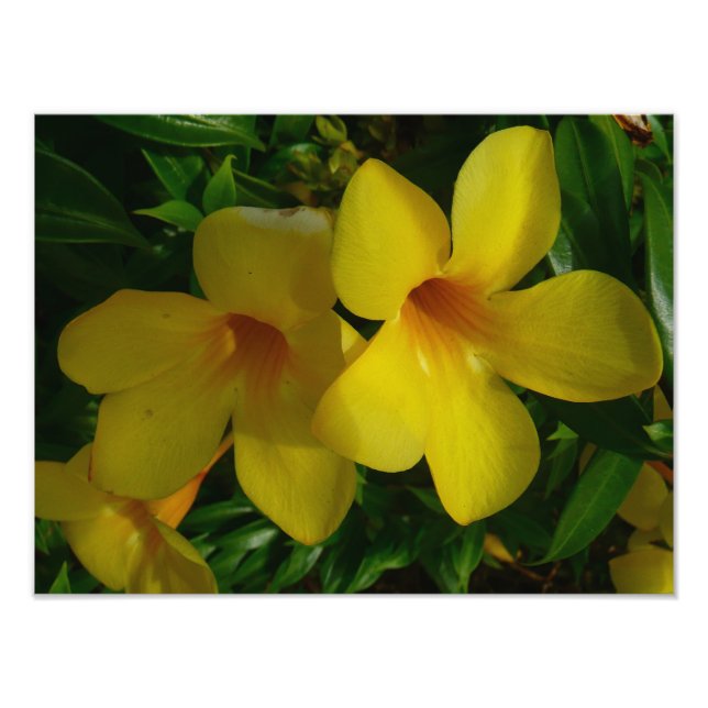 Golden Trumpet Blume II Tropical Fotodruck (Vorne)