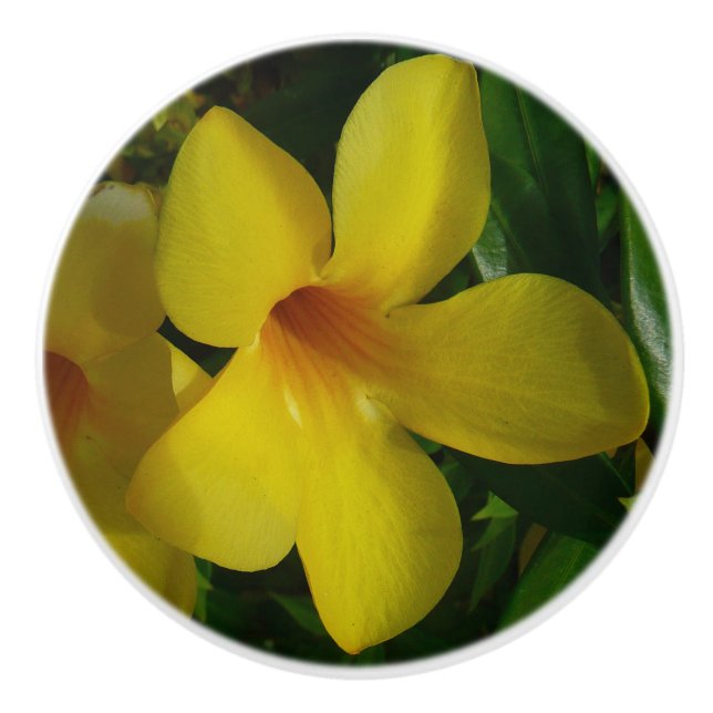 Golden Trumpet Blume II Tropical Keramikknauf (Vorderseite)