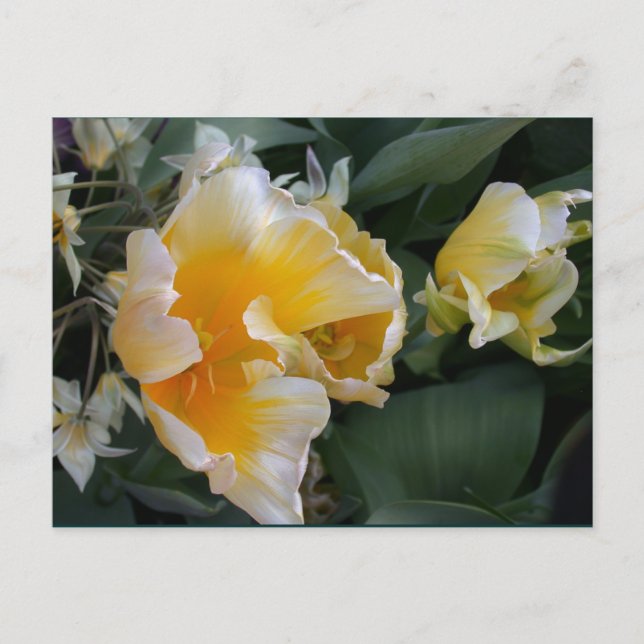 Golden Tulips Postkarte (Vorderseite)