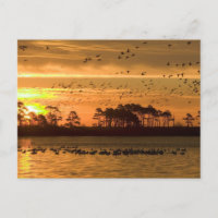 Golden Twilight Serenity - Chincoteague