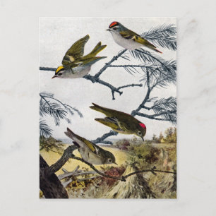 Golden und Ruby Crowned Kinglets Postkarte