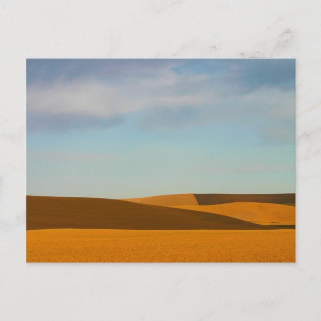 Golden Wheat Fields in Palouse Postkarte (Vorderseite)