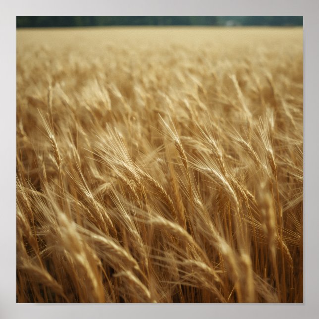 Golden Wheat Fields Poster (Vorne)