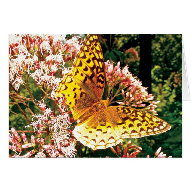 Golden Wings (Vorderseite (Horizontal))