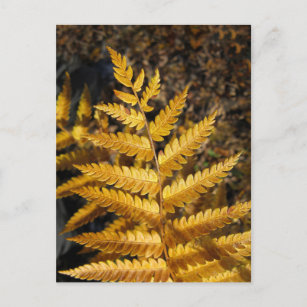 Golden Yellow Fern Herbstlaubs Foto Postkarte