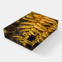 Golden Yellow Fern Herbstleaf Foto