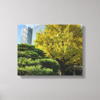 Golden Yellow Ginkgo and Pine Tree