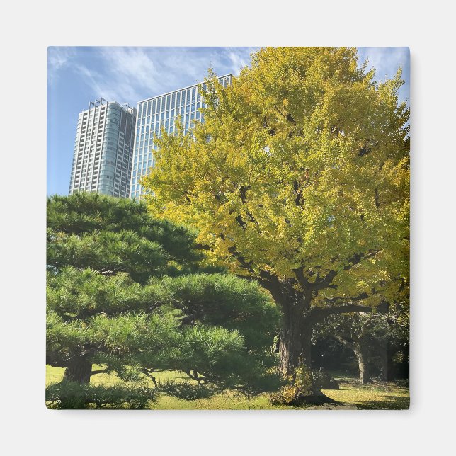 Golden Yellow Ginkgo and Pine Tree Magnet (Vorne)