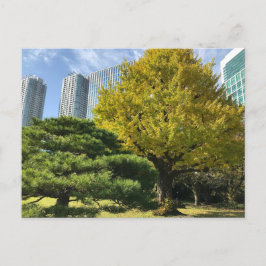 Golden Yellow Ginkgo and Pine Tree Postkarte