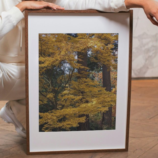 Golden Yellow Japanese Maple Leaves Botanical Fotodruck (In Situ (Framed))