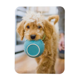 Goldendoodal Carry Dinner Bowl Magnet