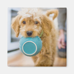 Goldendoodal Carry Dinner Bowl Magnet