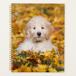 Goldendooddel Welpe in Herbstlauben Planer