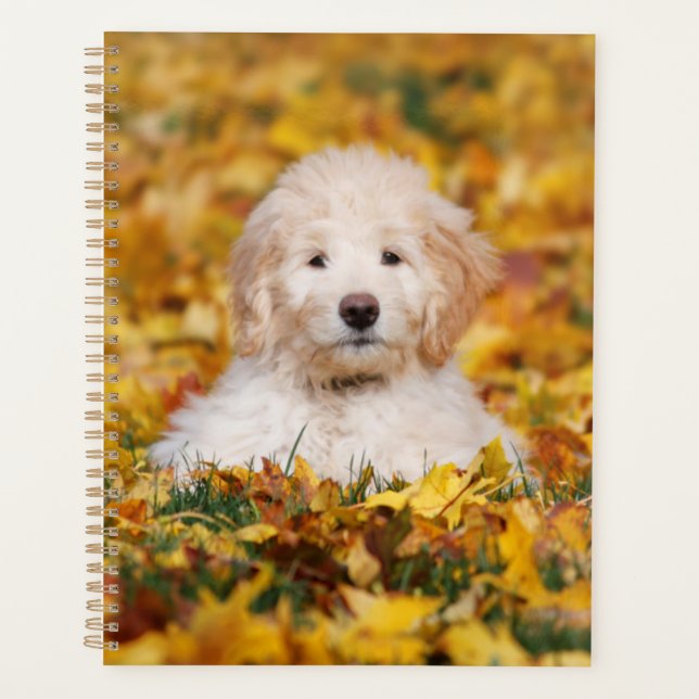 Goldendooddel Welpe in Herbstlauben Planer (Vorderseite)