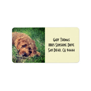 Goldendoodle-Adressetiketten Adressaufkleber