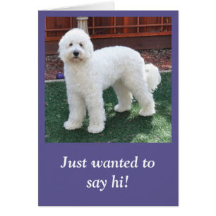Goldendoodle Anlasskarte