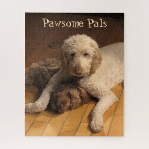 Goldendoodle Best Friends - Adorable Dog Duo